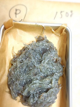 生シラスプロトン