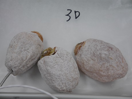 3Dで干し柿の冷凍