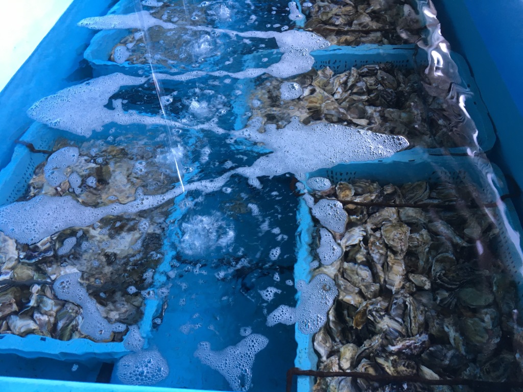 津奈木の牡蠣