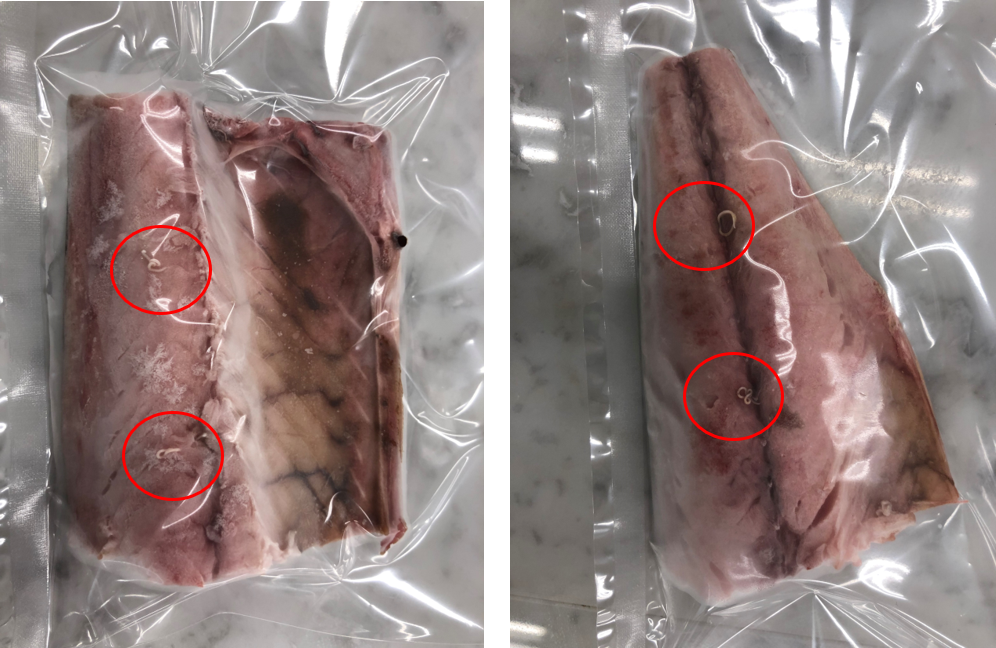 急速冷凍前のサバ、目視でアニサキスを確認