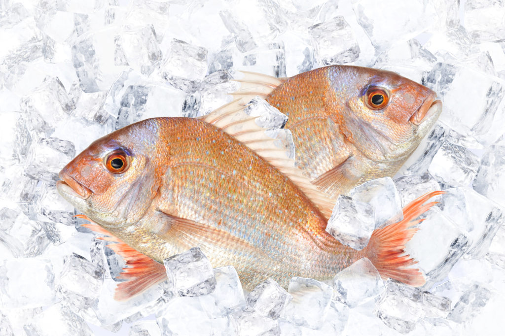 冷凍した魚の賞味期限