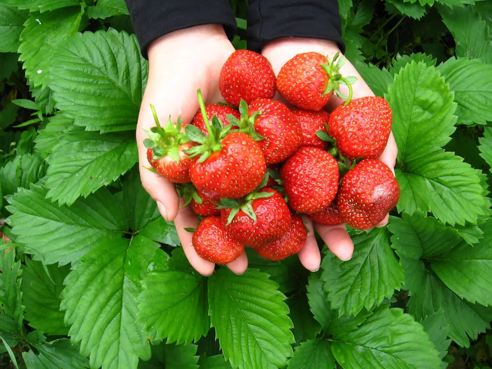 Benefits of strawberries