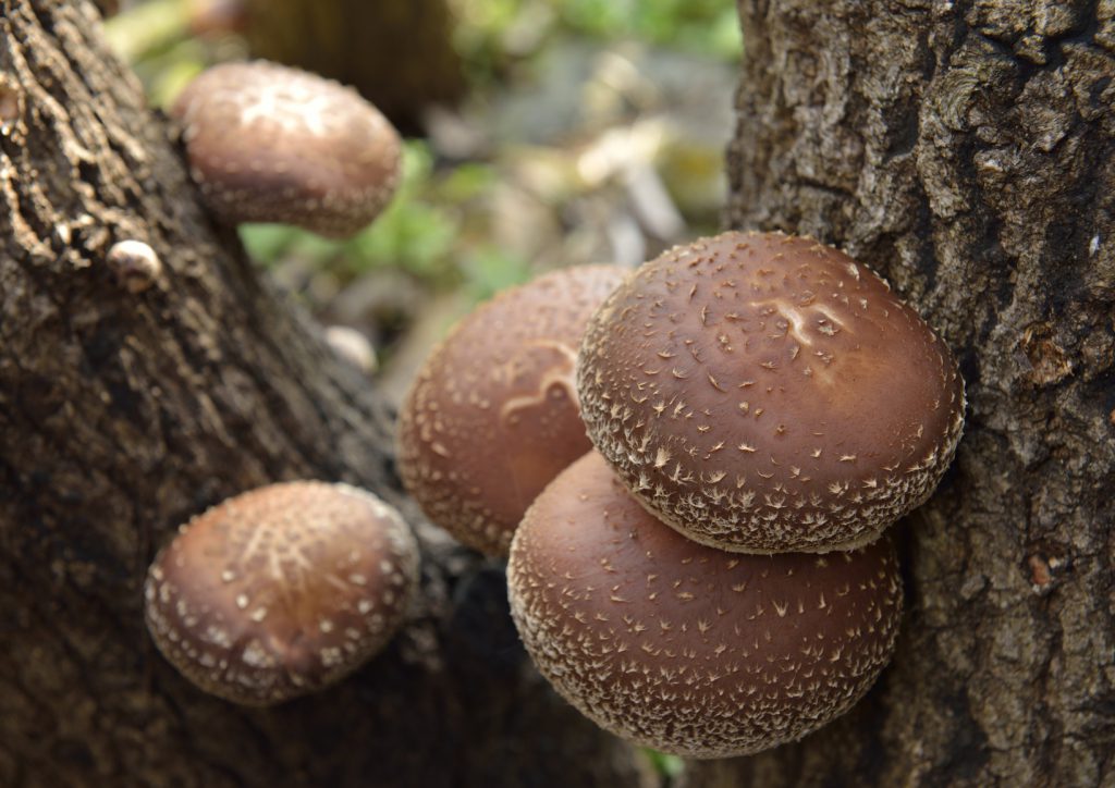 Storage period and thawing of shiitake mushrooms