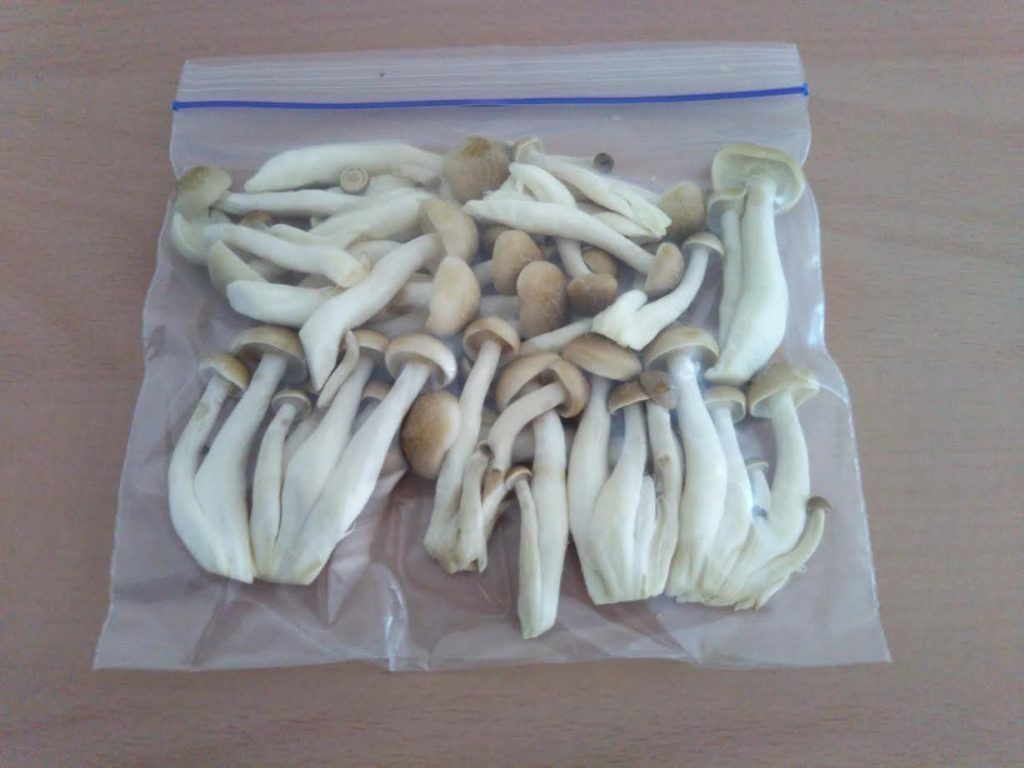 Put the shimeji mushrooms into a freezer pack