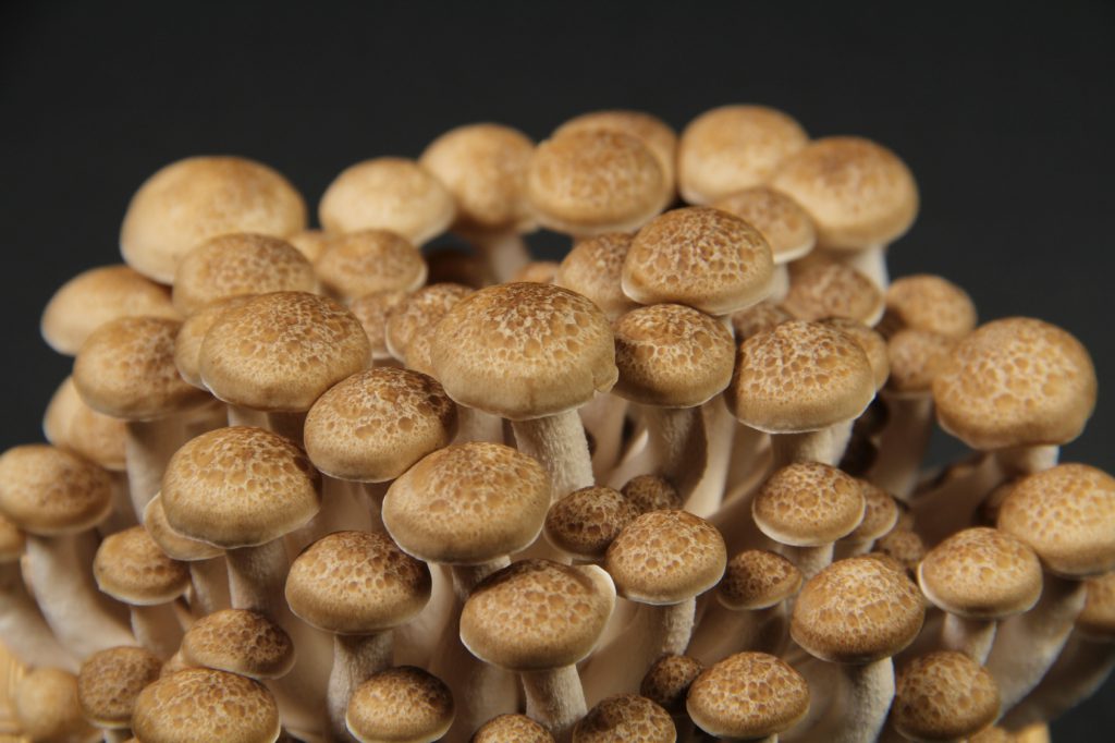 Frozen shimeji mushrooms